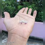 Silver Toe Ring — 70 Tons, Deluxe (4 ana 2 rotti)